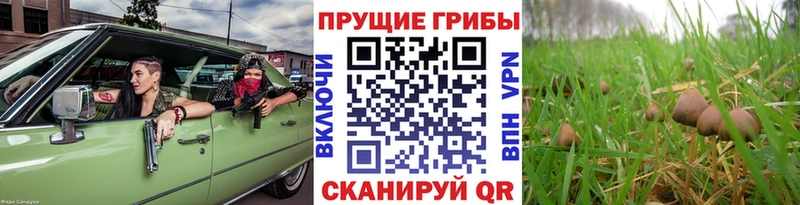где купить наркотик Прохладный Псилоцибиновые грибы GOLDEN TEACHER