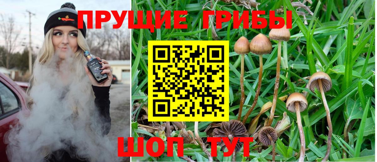 Прохладный  Псилоцибиновые грибы прущие грибы  Вход с VPN  Псилоцибиновые грибы GOLDEN TEACHER 